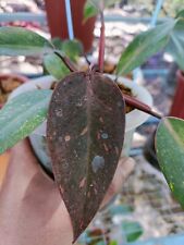 Philodendron Orange Princess - Aroid Variegated - Plant Gift-Free Phytosanitary, used for sale  Shipping to South Africa