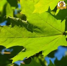 Acer saccharinum raschwüchsig gebraucht kaufen  Eslohe