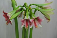 Hippeastrum Trumpet Misty - 1 Bulb Offset 2cm in Diameter, used for sale  Shipping to South Africa