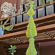 Euphorbia zig zag for sale  Valley Village
