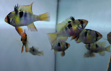 German blue rams for sale  AYLESBURY