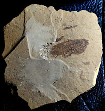 Serranus oligocene fossil for sale  Shipping to Ireland