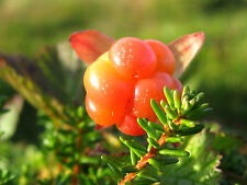 Moltebeere cloudberry rubus usato  Spedire a Italy