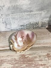 Large cowrie shell for sale  SUDBURY