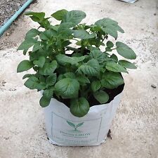 Seed potato grow for sale  LANGHOLM