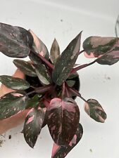 Philodendron pink princess gebraucht kaufen  Bad Aibling