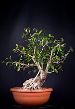 Pre bonsai ficus usato  Vottignasco