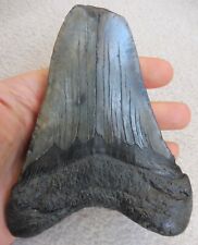 Fossil megalodon tooth for sale  BURGESS HILL