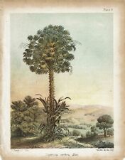 Usado, Palmeras de Historia Popular, B. Seemann, 1856. Palma de carnauba, impresión a color original. segunda mano  Embacar hacia Argentina