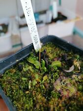 Dionaea muscipula usato  Roma