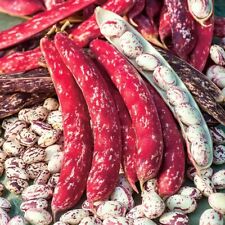 Red borlotti bean for sale  FERRYHILL