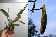 Bulbophyllum rufinum, orchid, orchid for sale  Shipping to South Africa