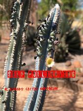 Pilosocereus Sp x 50 Cactus seeds for sale  Shipping to South Africa