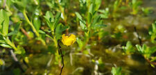 Utricularia intermedia plants for sale  Shipping to Ireland