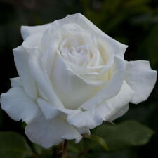 Rosa grandi fiori usato  Monsampolo Del Tronto