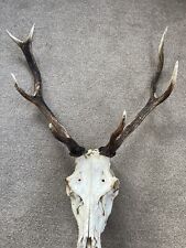 Red deer stag for sale  ISLE OF MULL