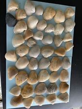 Cockle shells lot for sale  Daytona Beach