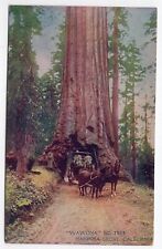 Años 1910? DB - Wawona, Mariposa Grove, Redwood Drive Thru Tree segunda mano  Embacar hacia Argentina