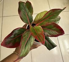 Aglaonema red live for sale  Jersey City