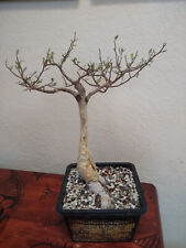 Bursera microphylla small for sale  Tucson