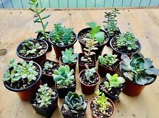 Assorted succulent selection for sale  Quincy