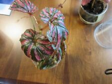Used, Begonia  brevirimosa (Large plant)  (4"pot)  for sale  Shipping to South Africa