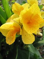 Canna tropical yellow for sale  Winter Garden