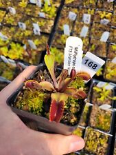 Potted fts maroon for sale  Cheboygan