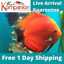 Red marlboro discus for sale  Ruskin