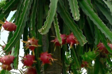 Used, 50 dragon fruit seeds, pitaya seeds, Hylocereus costaricensis, organic for sale  Shipping to South Africa