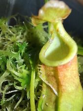 Nepenthes bicalcarata lowland for sale  Shipping to Ireland
