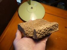 Ancient plant fossil for sale  Leopold