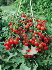 Tomato tumbling tom for sale  GRIMSBY