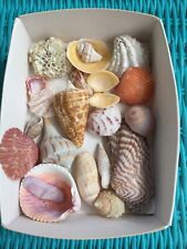 Sea shells florida for sale  North Port