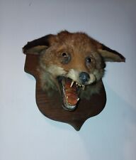 Taxidermy Fox Head for sale  Shipping to South Africa