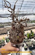 Operculicarya pachypus rare for sale  Shipping to Ireland