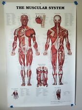 Anatomical chart muscular for sale  Gardner