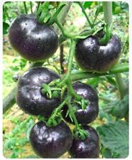 Seeds black tomatoes for sale  Shipping to Ireland