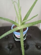 Aloe vera healthy for sale  Katy