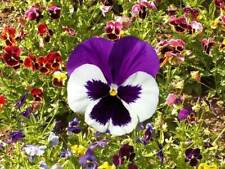 Pansy swiss giants for sale  Sanford