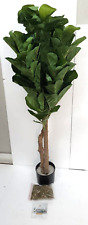 fiddle fig tree for sale  Somerset