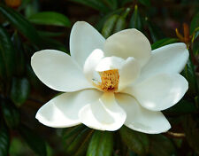 Magnolia seeds cleaned for sale  Hemingway