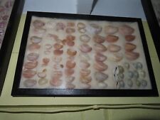 Vintage estate seashell for sale  Marion