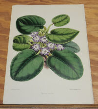 Used, 1851 Antique COLOR Floral Print/EPISCIA BICOLOR/Herbaceous Plant/Hairy Stems for sale  Shipping to South Africa