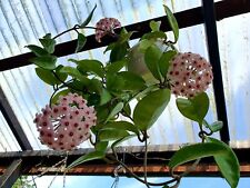 Hoya carnosa plant for sale  SITTINGBOURNE