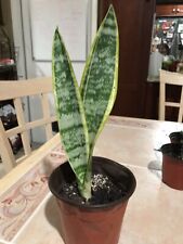 Snake plant bare for sale  Riverview