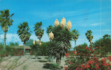 Postcard palm trees for sale  Bourbonnais