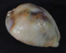 Cypraea stercoraria molto usato  Italia