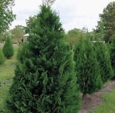 Murray cypress trees for sale  Pelzer