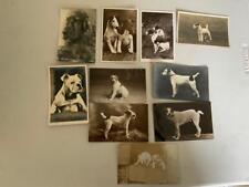 Beautiful dogs collection for sale  NANTWICH